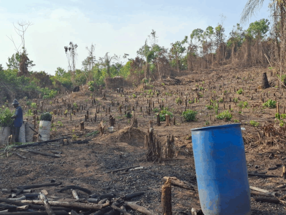 A cleared field in Bomi County, where trees were cut for charcoal production. At left, a producer packs bags of charcoal for transport.